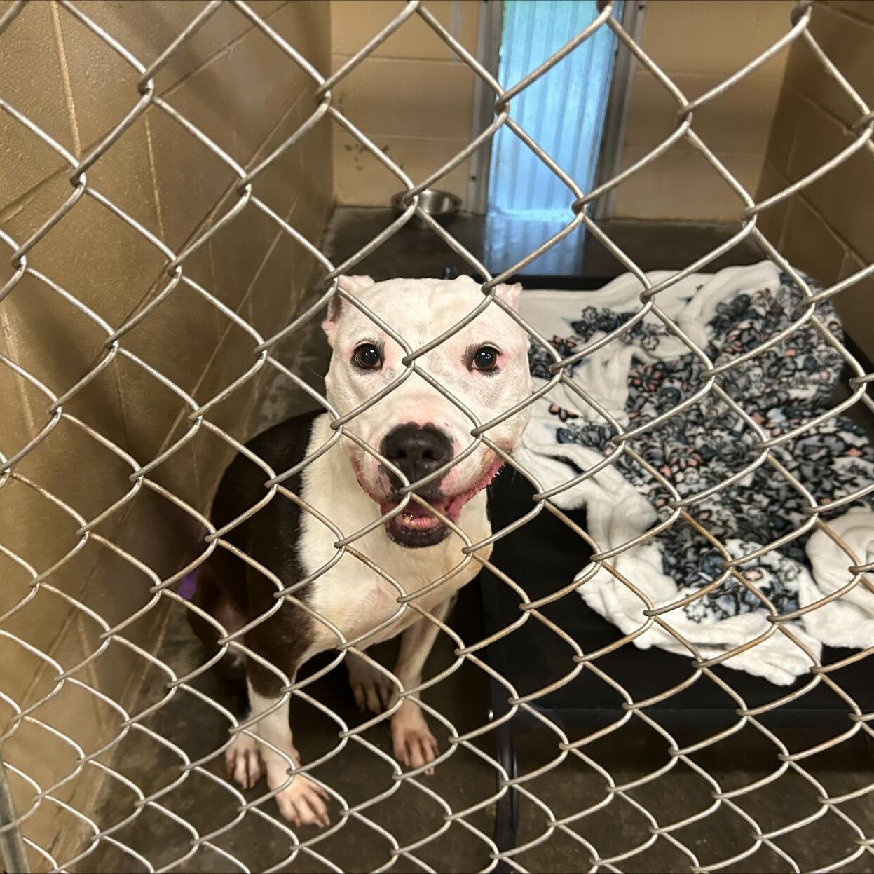 HENRY-TRIMBLE COUNTY ANIMAL CONTROL SHELTER - 7-5-2024 (1).jpeg